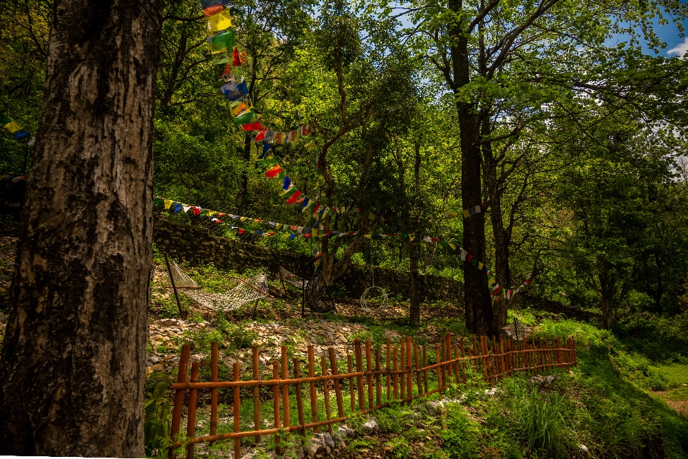 200 Hour YTTC Rishikesh