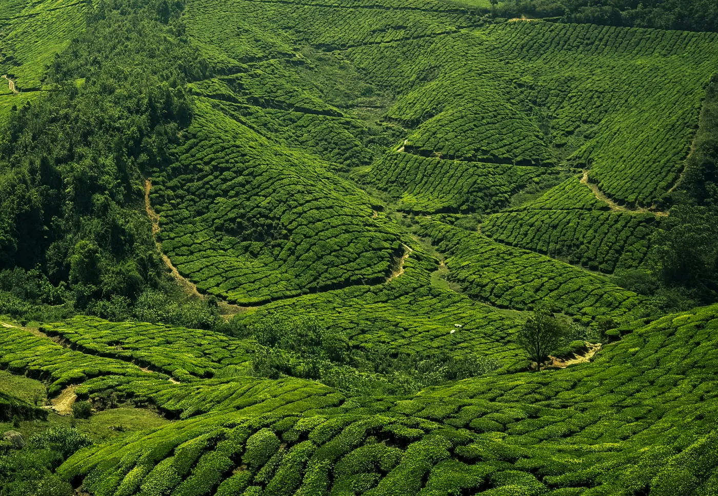 image of adhiroha rishikesh